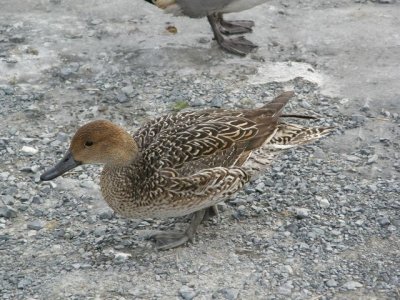 Northern Pintail Female