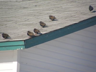 Starlings and Brown-headed Cowbird