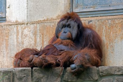 Kiko-male orangutan