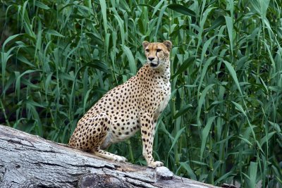 Cheetah posing for the camera