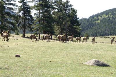 Elk herd near Lawn Lake trailhead
