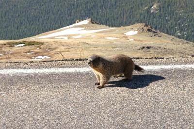 Rock Cut marmot
