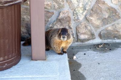 Another Rock Cut marmot (hanging around the privy)