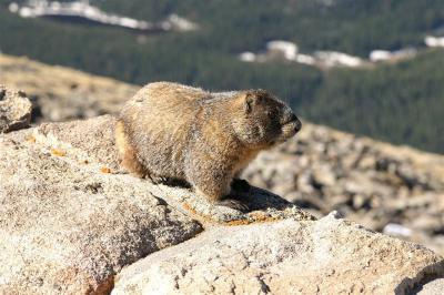 Marmot surveying his domain