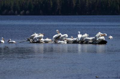 Pelicans on Shadow Mountain Lake