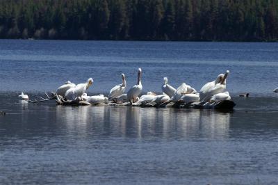 Pelicans on Shadow Mountain Lake #2