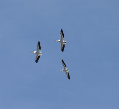 Pelicans take flight
