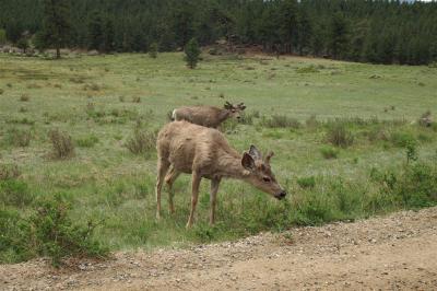 Mule Deer-Upper Beaver Meadows