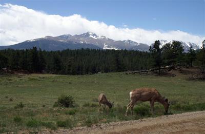 Mule Deer and Long's Peak