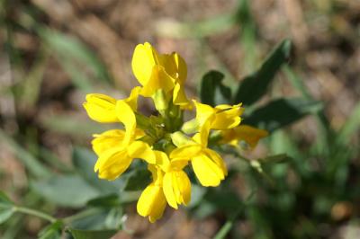 Mountain Golden Pea aka Golden Banner