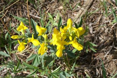 Mountain Golden Pea (aka Golden Banner) and bee