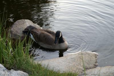 Canada Goose