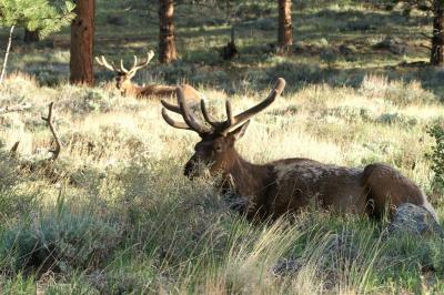 Resting bull elk