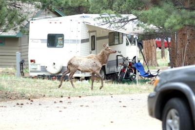 Campground elk