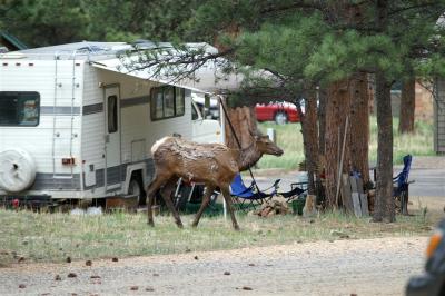 Campground elk #2
