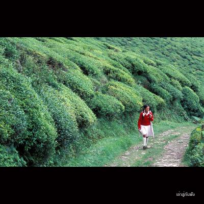 Darjeeling051.jpg