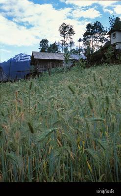 Lachung018 copy.jpg