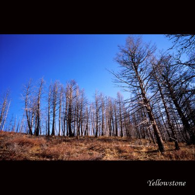 Yellowstone009 copy.jpg