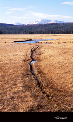 Yellowstone029 copy.jpg