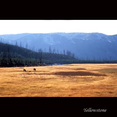 Yellowstone031 copy.jpg