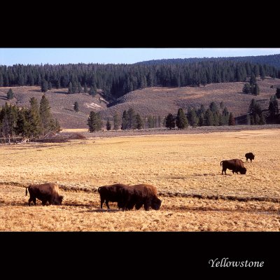 Yellowstone038 copy.jpg