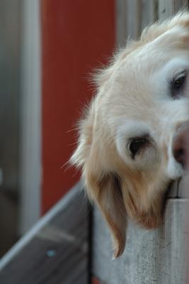 Red Fence Golden Retriever