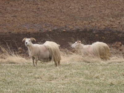 Hula sheep (keeps them warm enough)