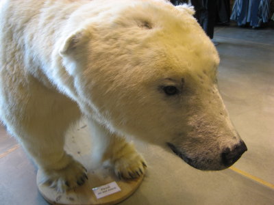 Fate of the few polar bears who make it to Iceland