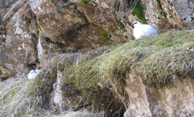 Nesting Ptarmigan right by trail