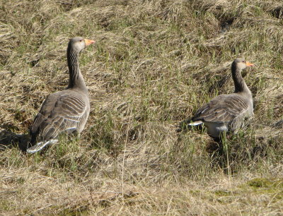 Grey geese, ubiquitous