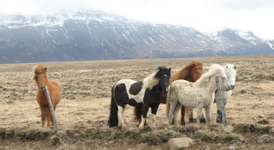 Iceland Horses, sassy and tough