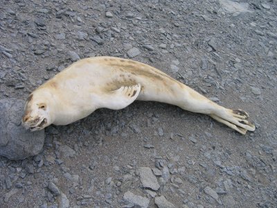 19- mummified crabeater seal.JPG