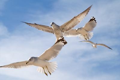 seagulls