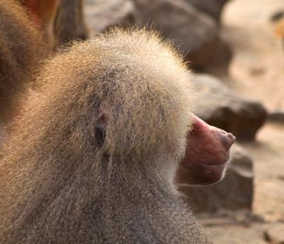 baboon (Emmen Zoo)