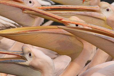 g4/71/614971/3/52504641.pelicans.jpg