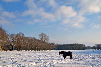 Glimmen, horse in snow