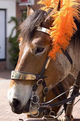 queen's day 2006: orangist horse