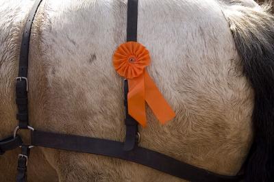 festive horse butt