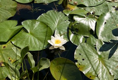 lily in Loughrigg Tarn