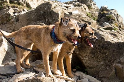 Border Terriers enjoying panorama