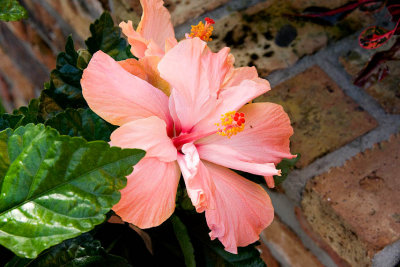 hibiscus