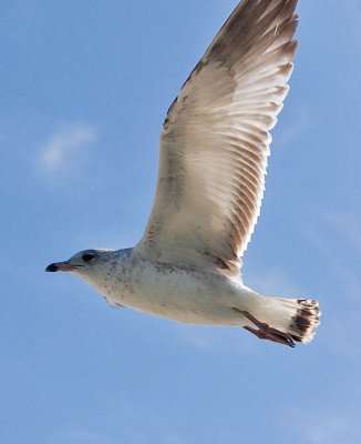 bird in flight 3