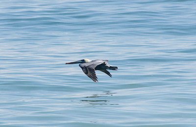 pelican in flight