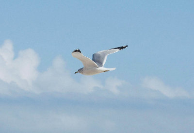 bird in flight 4