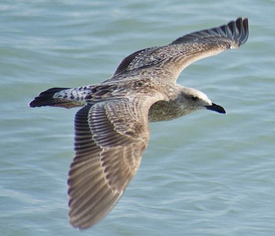 bird in flight 7