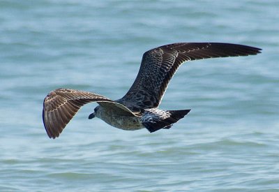 bird in flight 8