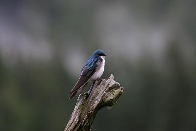 IMG_1560.JPG