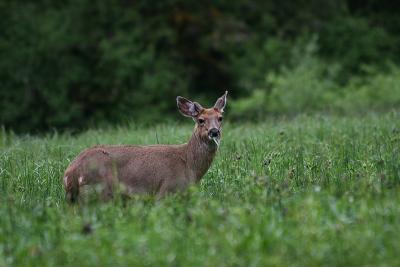 IMG_1570.JPG