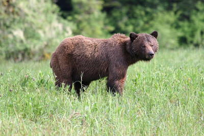 Grizzly Bears - June 2006