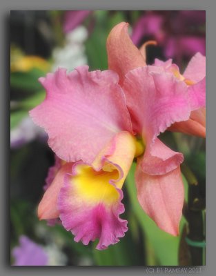 Cattleya Hybrid @ the Virginia Orchid Show